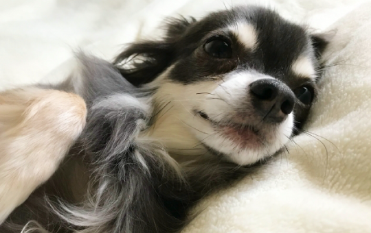 鳥取西部シッポ
シッポペット